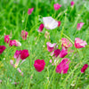 100 PURPLE Gleam CALIFORNIA POPPY Eschscholzia Californica Flower Seeds