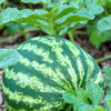 Crimson Sweet Watermelon Seeds – Citrullus lanatus Fruit Melon – photo 2