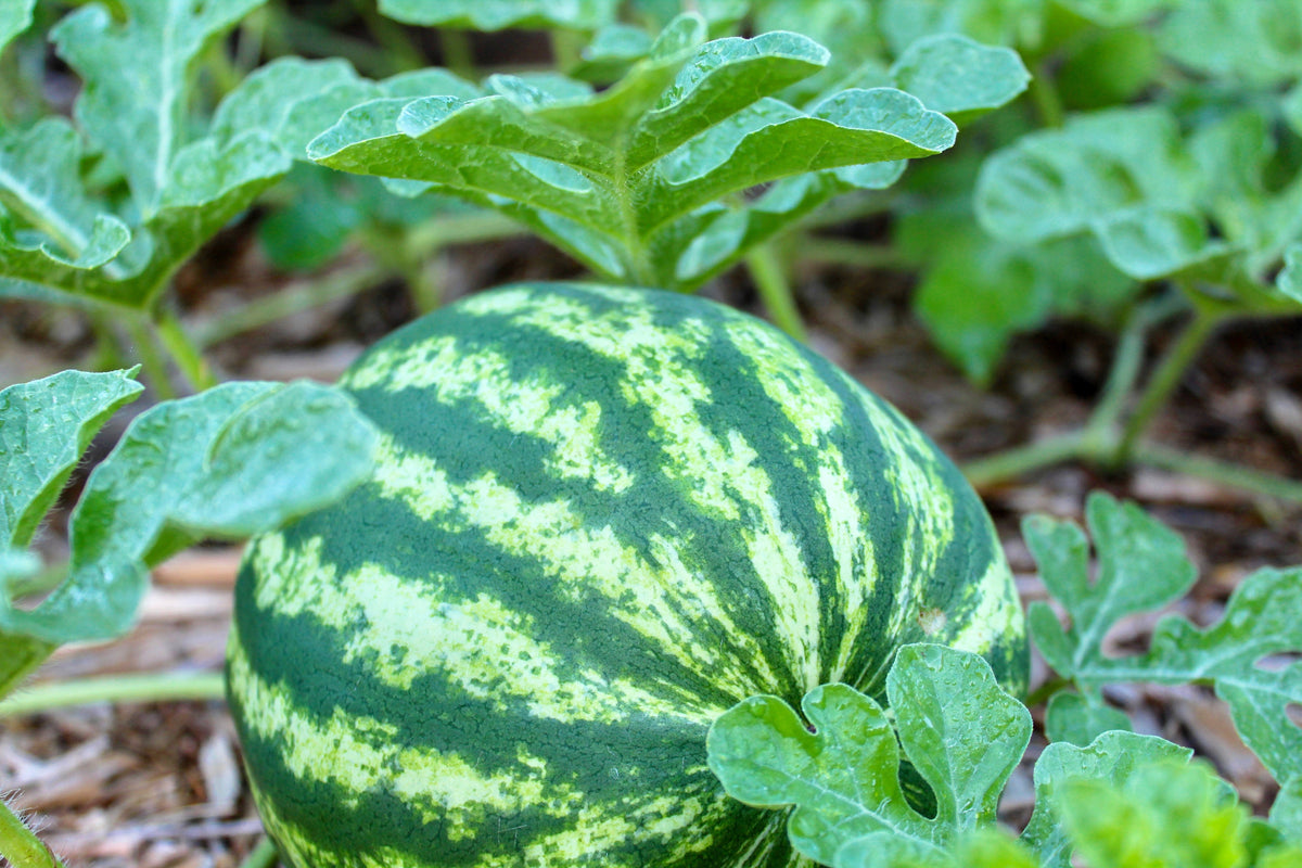 Crimson Sweet Watermelon Seeds – Citrullus lanatus Fruit Melon – photo 2