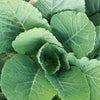 Georgia Collards (Southern Seeds – or Walking Collards) Collard Greens Brassica Oleracea Acephala Vegetable