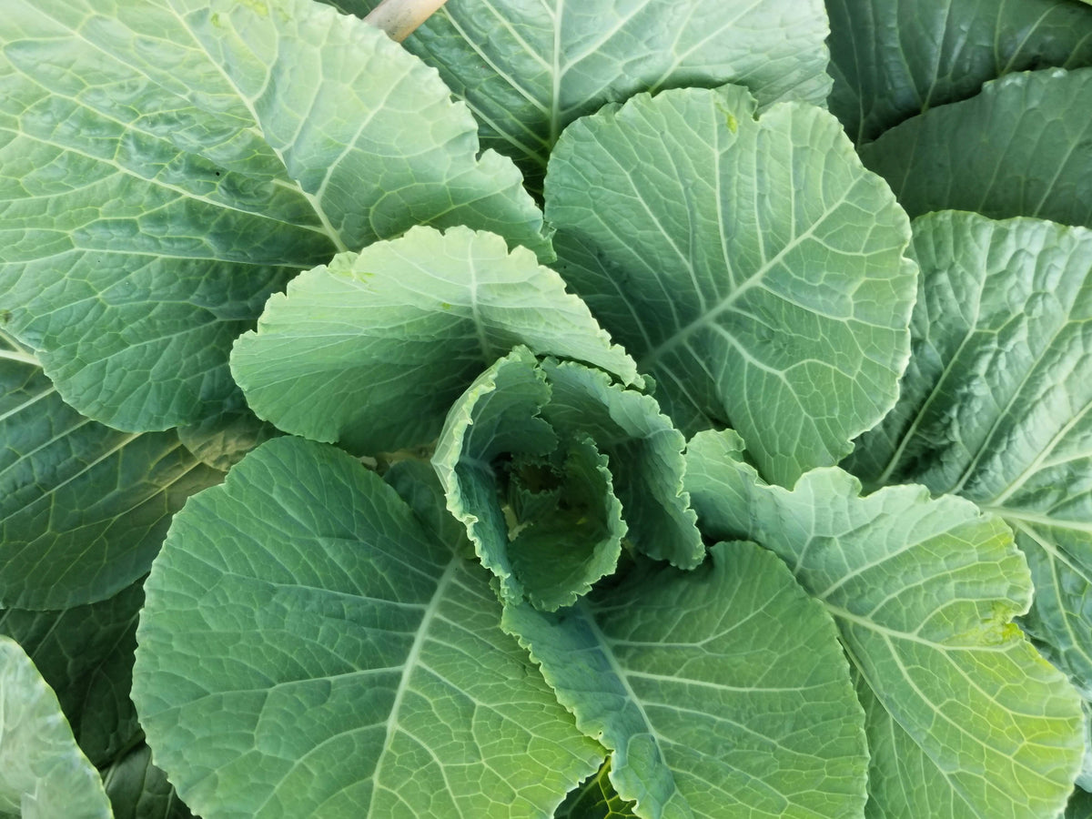 Georgia Collards (Southern Seeds – or Walking Collards) Collard Greens Brassica Oleracea Acephala Vegetable
