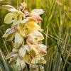 100 YUCCA (Soapweed / Soapwell / Beargrass / Great Plains Yucca) Yucca Glauca Flower Seeds