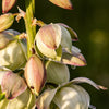 100 YUCCA (Soapweed / Soapwell / Beargrass / Great Plains Yucca) Yucca Glauca Flower Seeds