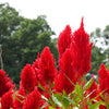 100 RED Forest Fire COCKSCOMB CELOSIA Plumosa Seeds