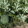 Sugar Baby Watermelon Seeds – Citrullus lanatus Fruit Melon – photo 5