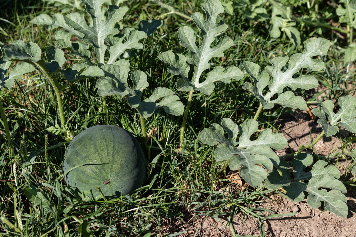 Sugar Baby Watermelon Seeds – Citrullus lanatus Fruit Melon – photo 5