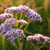 250 VALERIAN (Garden Heliotrope / Heal All) Valeriana Officinalis Herb Flower Seeds
