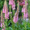 50 Pink VERONICA Longifolia / SPIKE SPEEDWELL Flower Seeds