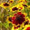 1000 PLAINS COREOPSIS (Golden Tickseed) Coreopsis Tinctoria Flower Seeds