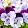 Johnny Jump Up Seeds – Violet Viola Tricolor Flower – photo 2