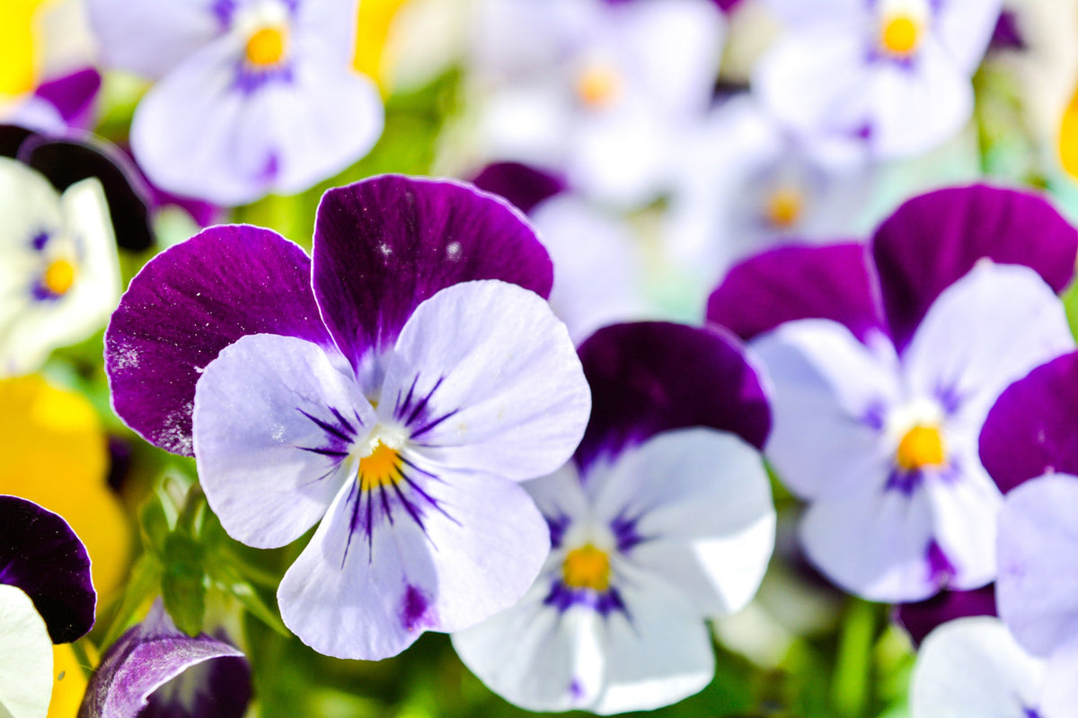 Johnny Jump Up Seeds – Violet Viola Tricolor Flower – photo 2