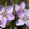 20 VIRGINIA SPRING BEAUTY Claytonia Virginica Eastern Fairy Pink Striped Native Grass Shade Flower Herb Seeds
