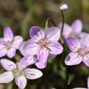 20 VIRGINIA SPRING BEAUTY Claytonia Virginica Eastern Fairy Pink Striped Native Grass Shade Flower Herb Seeds