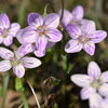 20 VIRGINIA SPRING BEAUTY Claytonia Virginica Eastern Fairy Pink Striped Native Grass Shade Flower Herb Seeds