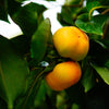 5 AMERICAN PERSIMMON TREE Diospyros Virginiana Fruit Seeds