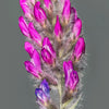 30 Purple LOCOWEED CRAZYWEED Oxytropis Lambertii Native Flower Seeds