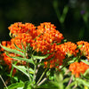 30 ORANGE BUTTERFLY MILKWEED Asclepias Tuberosa Flower Seeds