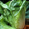 250 SUGAR LOAF ENDIVE Radicchio Escarole Cichorium Intybus Green Vegetable Seeds