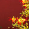 5 DESERT BIRD OF PARADISE Shrub Caesalpinia Gilliesii Poinciana Red & Yellow Flower Seeds