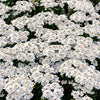 1000 WHITE EMPRESS CANDYTUFT Iberis Amara Groundcover Flower Seeds