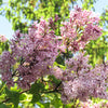 30 PINK LILAC Hungarian Lilac Tree Shrub Syringa Josikaea Fragrant Flower Seeds