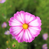 300 CANDY STRIPE COSMOS Bipinnatus Pink White Flower Seeds