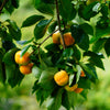 5 AMERICAN PERSIMMON TREE Diospyros Virginiana Fruit Seeds