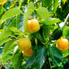 5 AMERICAN PERSIMMON TREE Diospyros Virginiana Fruit Seeds