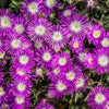 25 STARDUST ICE PLANT Mesembryanthemum Delosperma Floribunda Perennial Purple & White Flower Seeds