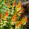 Firecracker Vine Seeds – Flower Mina Lobata Exotic Love Spanish Flag Ipomoea – photo 4