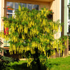 10 GOLDEN CHAIN TREE Goldenchain Laburnum Anagyroides Yellow Flower Seeds