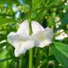 1500 BLACK SESAME Sesamum Indicum Vegetable Flower Seeds