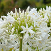 25 WHITE LILY of the NILE Agapanthus Orientalis African Lily Flower Seeds