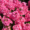 10 TALL GARDEN PHLOX Paniculata Mixed Colors 'New Hybrids Mix' Flower Seeds