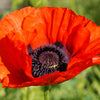100 RED TURKISH POPPY Heirloom Papaver Somniferum Flower Seeds