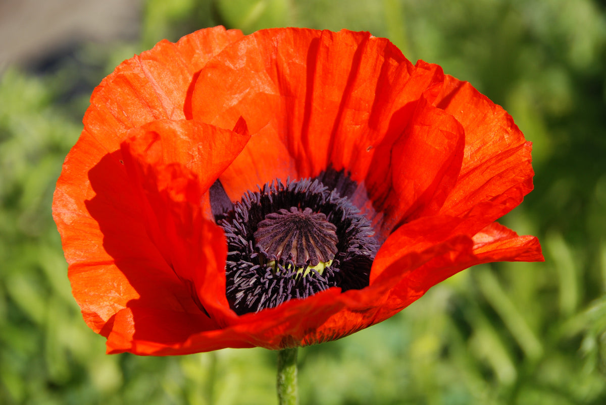 100 RED TURKISH POPPY Heirloom Papaver Somniferum Flower Seeds