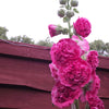 50 SUMMER CARNIVAL HOLLYHOCK Double Mixed Colors Red Pink White Yellow Peach Alcea Rosea Flower Seeds
