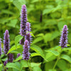 500 PURPLE ANISE HYSSOP (Licorice Mint / Blue Giant) Agastache Foeniculum Herb Flower Seeds