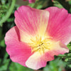 500 CARMINE King CALIFORNIA POPPY Pink Eschscholzia Californica Flower Seeds