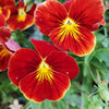 50 RED & YELLOW PANSY Violet Viola Wittrockiana Flower Seeds