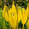 10 Yellow SWAMP LANTERN Moist Lysichiton Americanus Skunk Cabbage Flower Seeds