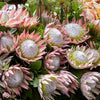 5 Giant KING PROTEA Cynaroides Sugarbush Rare 12" Flower Seeds