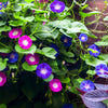 Mixed Colors Morning Glory Seeds – Ipomoea Purpurea Vine Flower – photo 6