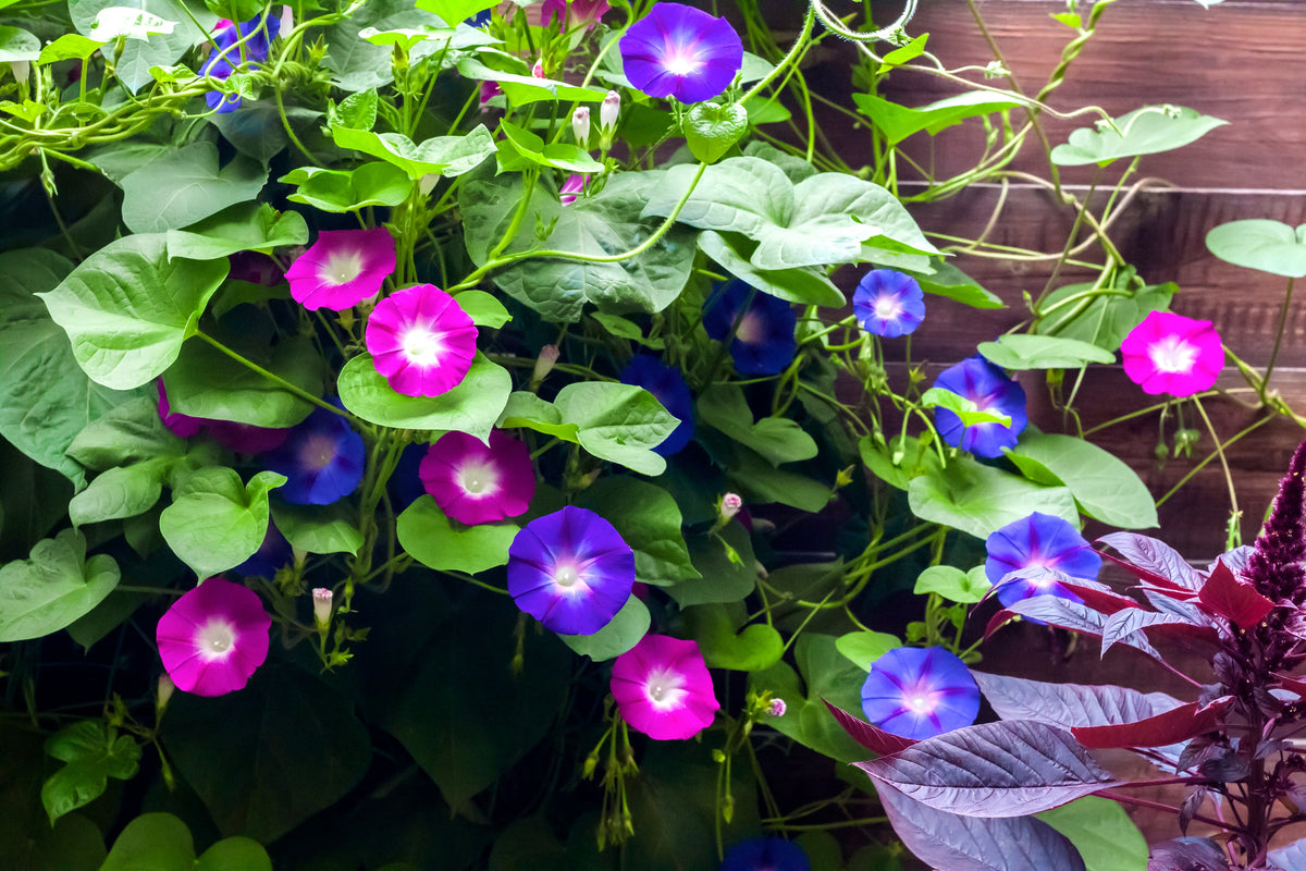 Mixed Colors Morning Glory Seeds – Ipomoea Purpurea Vine Flower – photo 6