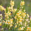 500 BUTTER & EGGS TOADFLAX Linaria Vulgaris Wild Snapdragon Bicolor Yellow Flower Seeds