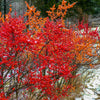 50 WINTERBERRY Holly Ilex Verticillata - Candian Holly  / Fever Bush / Black Alder Tree Shrub Red Berry White Flower Seeds