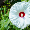 25 Luna WHITE HARDY HIBISCUS Hibiscus Moscheutos Flower Seeds