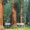 40 GIANT SEQUOIA Sequoiadendron Giganteum Sierra Redwood Tree Seeds