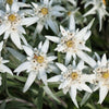 50 EDELWEISS Leontopodium Alpinum White Flower Seeds