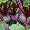 250 DETROIT Dark RED BEET Heirloom Beta Vulgaris Vegetable Seeds
